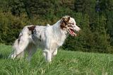 BORDER COLLIE 1426